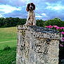 dog, stone_wall, flower, greenery, grass, cloudy_sky, outdoor, nature, pet, animal, landscape, meadow, pink_flower, curious, canine, moss, rustic, peaceful, scenic, portrait