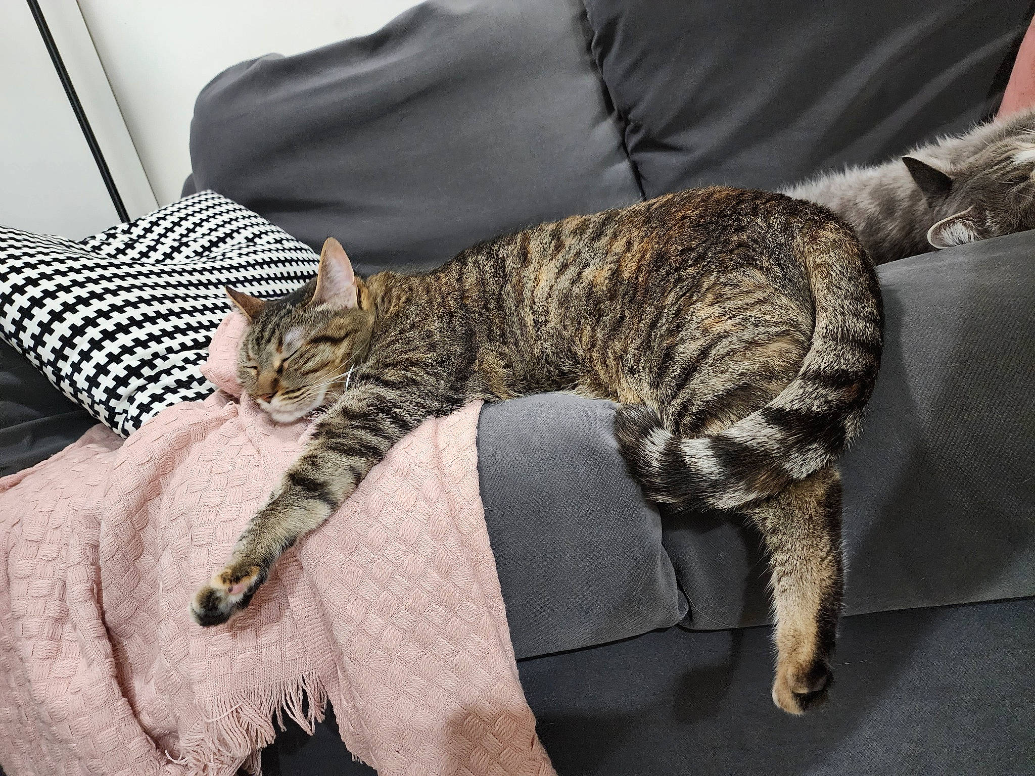 Gypsy joined the competition — help win amazing prizes! carnivore, cat, claw, comfort, couch, domestic_short_haired_cat, felidae, fur, grey, linens, nap, pattern, paw, small_to_medium_sized_cats, tail, terrestrial_animal, whiskers