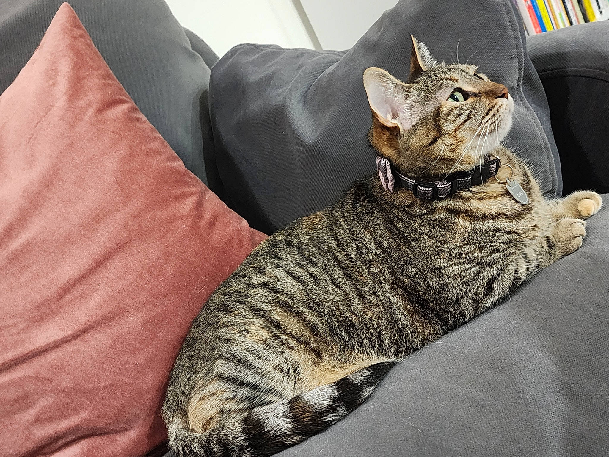 Gypsy is registered to the contest to win money with this photo: carnivore, cat, claw, comfort, domestic_short_haired_cat, felidae, fur, grey, linens, nap, paw, sitting, sleeve, small_to_medium_sized_cats, snout, tail, whiskers