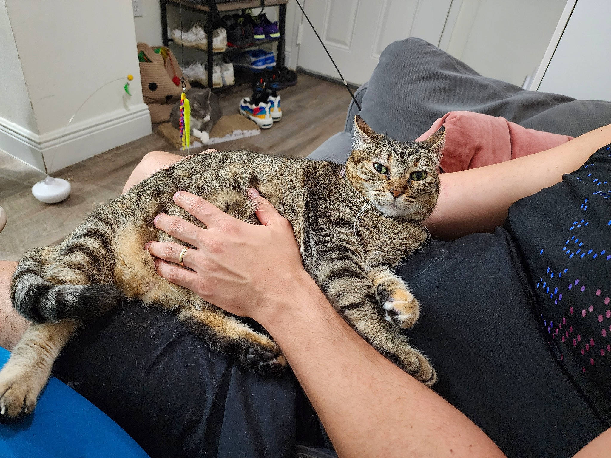 Gypsy is registered to the contest to win money with this photo: carnivore, cat, claw, comfort, domestic_short_haired_cat, door, felidae, fur, lap, paw, small_to_medium_sized_cats, whiskers