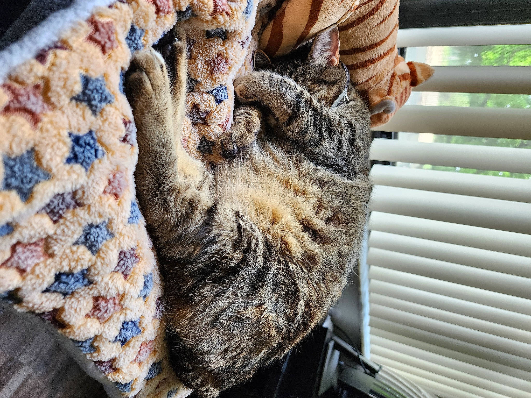 Gypsy joined the competition — help win amazing prizes! carnivore, cat, claw, domestic_short_haired_cat, felidae, fur, mammal, pattern, small_to_medium_sized_cats, tail, textile, thread, vertebrate, whiskers, wood, wool, woolen, woven_fabric