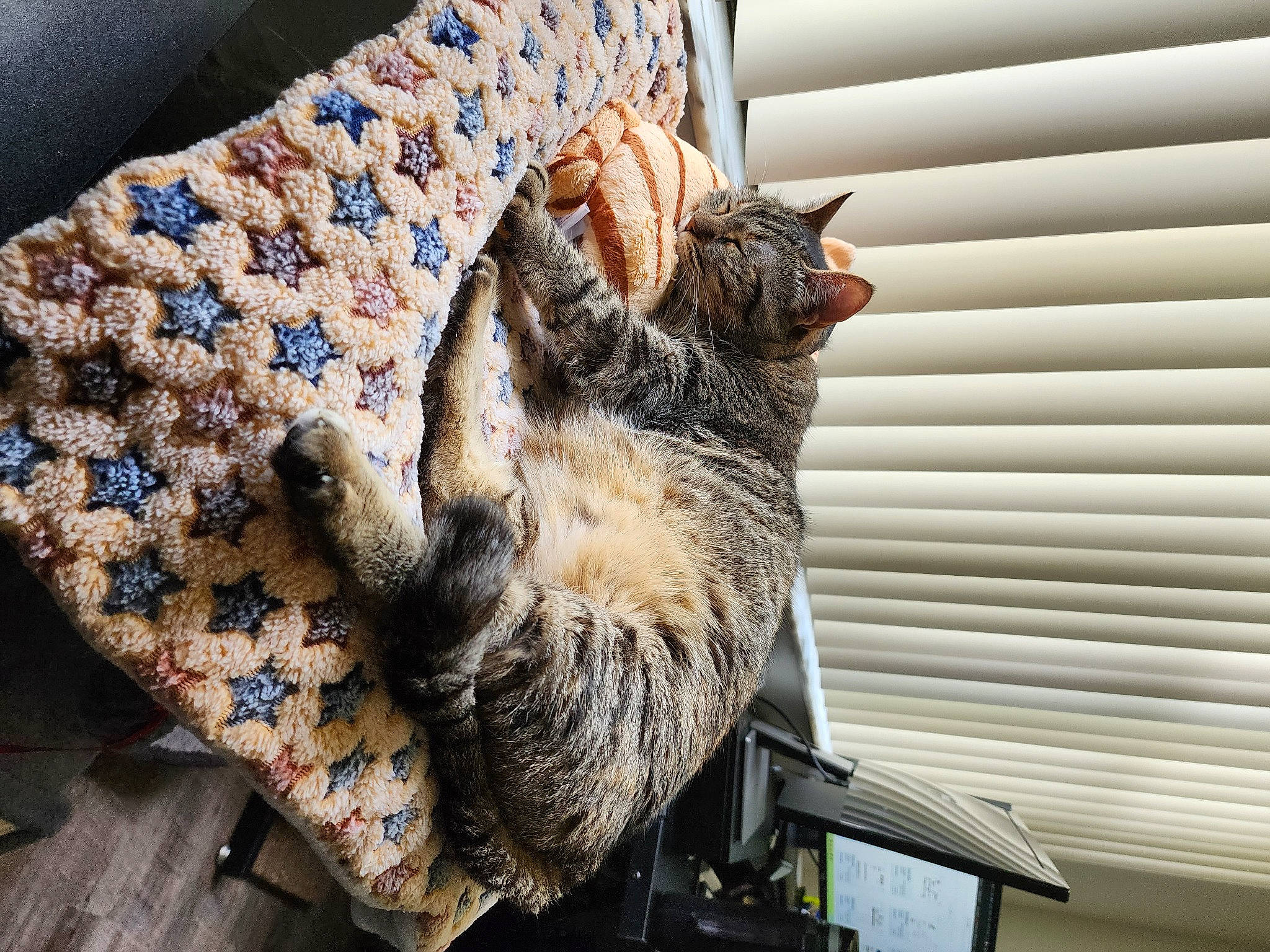Gypsy joined the competition — help win amazing prizes! carnivore, cat, claw, comfort, couch, domestic_short_haired_cat, felidae, fur, linens, mammal, nap, pattern, paw, small_to_medium_sized_cats, tail, textile, vertebrate, whiskers, window, wood