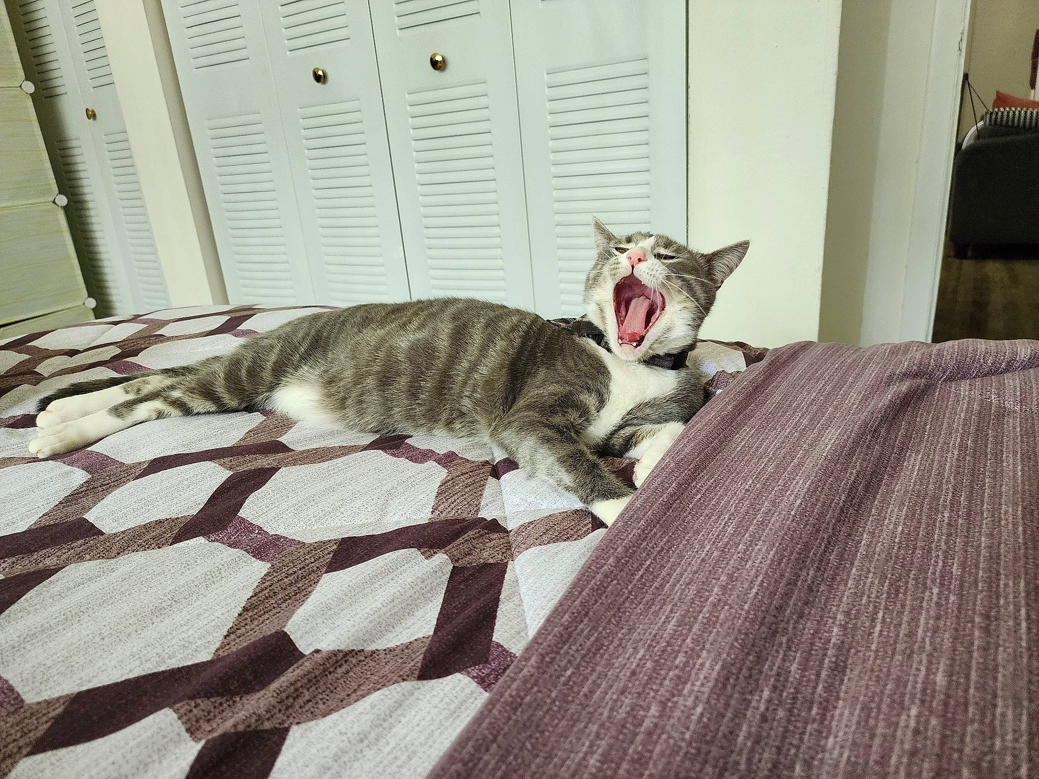 Aquiles joined the competition — help win amazing prizes! bedding, carnivore, cat, comfort, domestic_short_haired_cat, felidae, floor, flooring, fur, grey, hardwood, linens, mammal, room, small_to_medium_sized_cats, snout, tail, vertebrate, whiskers, wood