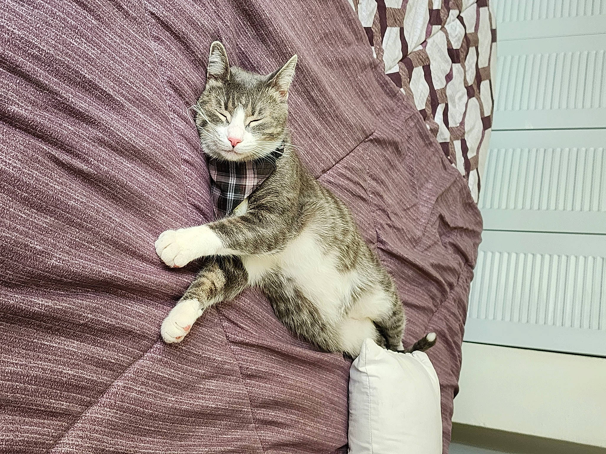 Aquiles is registered to the contest to win money with this photo: carnivore, cat, claw, comfort, domestic_short_haired_cat, felidae, fur, gesture, grey, linens, pattern, paw, sitting, small_to_medium_sized_cats, snout, tail, whiskers, wood