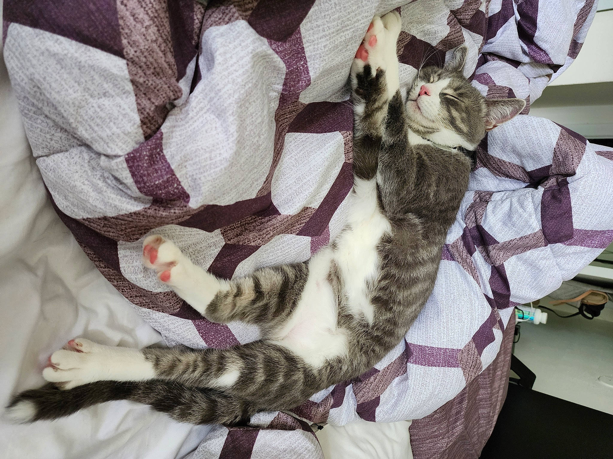 Aquiles is registered to the contest to win money with this photo: bed, bedding, blanket, carnivore, cat, cat_bed, claw, comfort, domestic_short_haired_cat, fawn, felidae, fur, linens, nap, pattern, paw, plant, small_to_medium_sized_cats, tail, whiskers