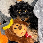 Karti is registered to the contest to win money with this photo: puppy, dog, stuffed_animal, plush_toy, monkey, penguin, black_fur, tan_fur, cute, snuggling, soft, cozy, bright_eyes, flash_reflection, animal_toy, pet, indoors, close_up, curious, young_dog