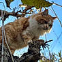 Marley participe au concours pour gagner de l'argent avec cette photo : cat, orange_cat, white_cat, tree, tree_branch, outdoor, nature, animal, pet, fur, whiskers, sky, leaves, daylight, closeup, curious, climbing, mammal, wildlife, branch