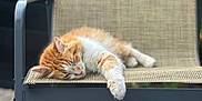 Marley a rejoint le concours — aidez-le/la à gagner de superbes lots ! animal, cat, chair, closeup, daylight, domestic_animal, feline, fur, orange_cat, outdoor, paw, peaceful, pet, quiet, relaxation, resting, sleeping, texture, white_cat, woven_chair