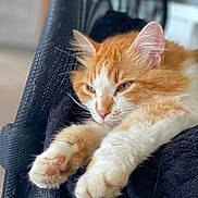 Marley a rejoint le concours — aidez-le/la à gagner de superbes lots ! cat, orange_cat, white_cat, fluffy, paws, relaxed, sleepy, indoors, black_fabric, close_up, pet, animal, feline, cute, whiskers, ears, soft_texture, resting, stretching, cozy