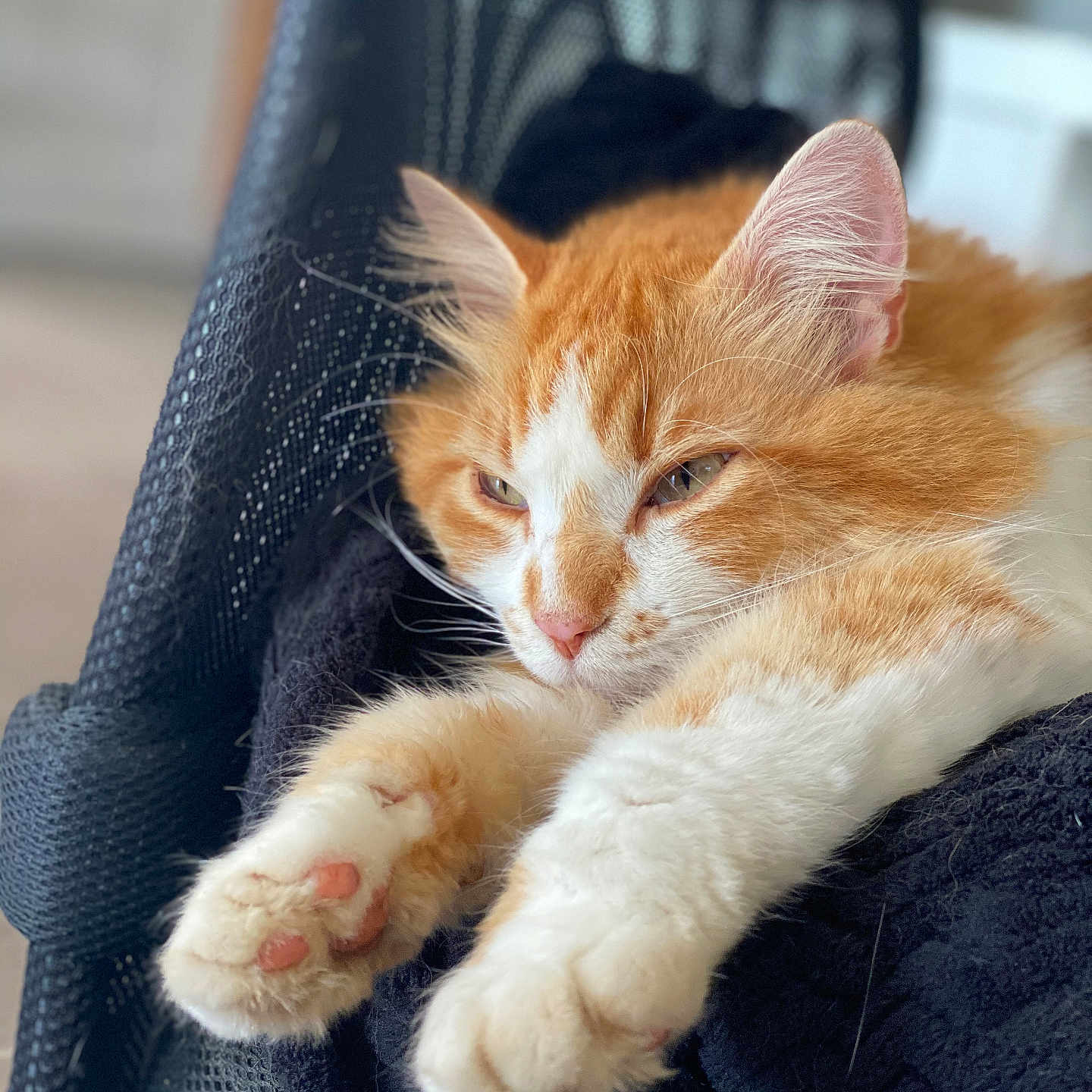 Marley a rejoint le concours — aidez-le/la à gagner de superbes lots ! animal, black_fabric, cat, close_up, cozy, cute, ears, feline, fluffy, indoors, orange_cat, paws, pet, relaxed, resting, sleepy, soft_texture, stretching, whiskers, white_cat