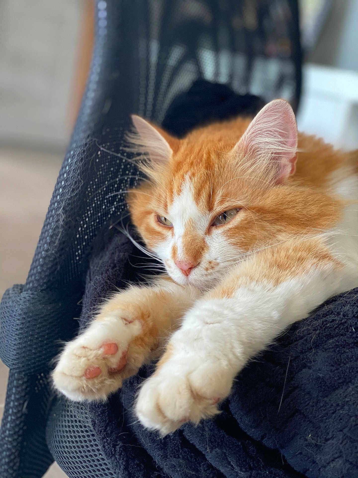 Marley a rejoint le concours — aidez-le/la à gagner de superbes lots ! cat, orange_cat, white_cat, fluffy, paws, relaxed, sleepy, indoors, black_fabric, close_up, pet, animal, feline, cute, whiskers, ears, soft_texture, resting, stretching, cozy