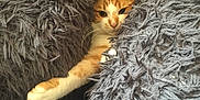 Marley a rejoint le concours — aidez-le/la à gagner de superbes lots ! cat, orange_cat, white_cat, fluffy_pillow, gray_pillow, cozy, indoor, pet, paw, resting, cute, feline, fur, relaxed, home, comfort, animal, soft_texture, cushion, sleepy