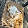 Marley participe au concours pour gagner de l'argent avec cette photo : cat, fluffy, orange, white, sleeping, cardboard_box, outdoor, sunlight, stone_floor, pet, relaxed, cute, feline, cozy, resting, paw, whiskers, fur, domestic_animal, nap