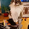 cat, fluffy, magazines, stack, living_room, plant, potted_plant, wooden_floor, furniture, television, blurred_background, toy, indoor, pet, fur, whiskers, sitting, cozy, home, domestic
