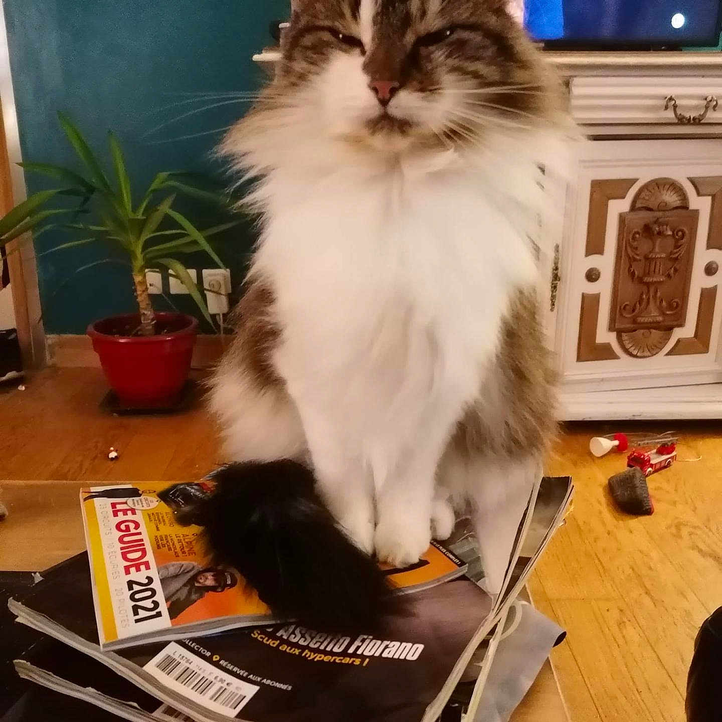 Hinata participe au concours pour gagner de l'argent avec cette photo : cat, fluffy, magazines, stack, living_room, plant, potted_plant, wooden_floor, furniture, television, blurred_background, toy, indoor, pet, fur, whiskers, sitting, cozy, home, domestic