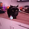 animal, black_cat, cabinet, cat, closeup, container, curious, dangle, domestic_cat, feline, household, indoor, kitchen_counter, looking, orange, pet, playful, stick, toy, wooden_counter