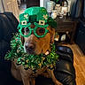 Max joined the competition — help win amazing prizes! accessory, black_leather_couch, brown_dog, costume, cute, decor, dog, festive, flooring, green_hat, holiday, indoor, living_room, novelty_glasses, pet, seated, st_patricks_day, table, tinsel, wood_floor