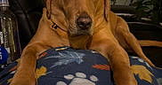 Max is registered to the contest to win money with this photo: animal, blanket, brown_dog, canine, closeup, cozy, decorations, dog, fur, furniture, home, indoor, labrador, paw_print, pet, plant, recliner, relaxing, resting, water_bottle