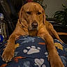 dog, labrador, brown_dog, blanket, paw_print, recliner, water_bottle, indoor, relaxing, pet, animal, fur, canine, resting, cozy, home, furniture, plant, decorations, closeup