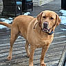 Max is registered to the contest to win money with this photo: animal, backyard, canine, chair, collar, curious, daylight, deck, dog, furniture, golden_retriever, house, outdoor, pet, siding, snow, standing, window, winter, wooden_floor