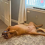 Max is registered to the contest to win money with this photo: animal, brown_dog, canine, carpet, cozy, curtain, dog, domestic, door, floor, home, indoor, lying_down, pet, playful, relaxed, resting, sign, toy, window