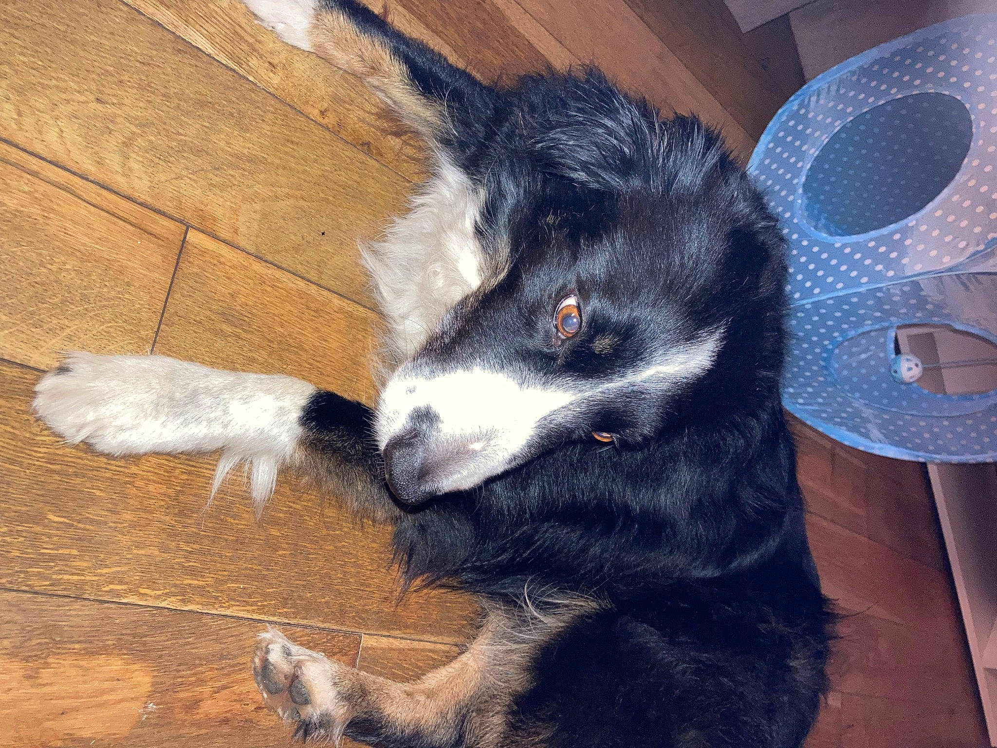 Larsson is registered to the contest to win money with this photo: canidae, carnivore, claw, companion_dog, dog, dog_breed, fur, hardwood, herding_dog, paw, snout, sporting_group, tail, terrestrial_animal, varnish, whiskers, wood, wood_stain, working_animal, working_dog