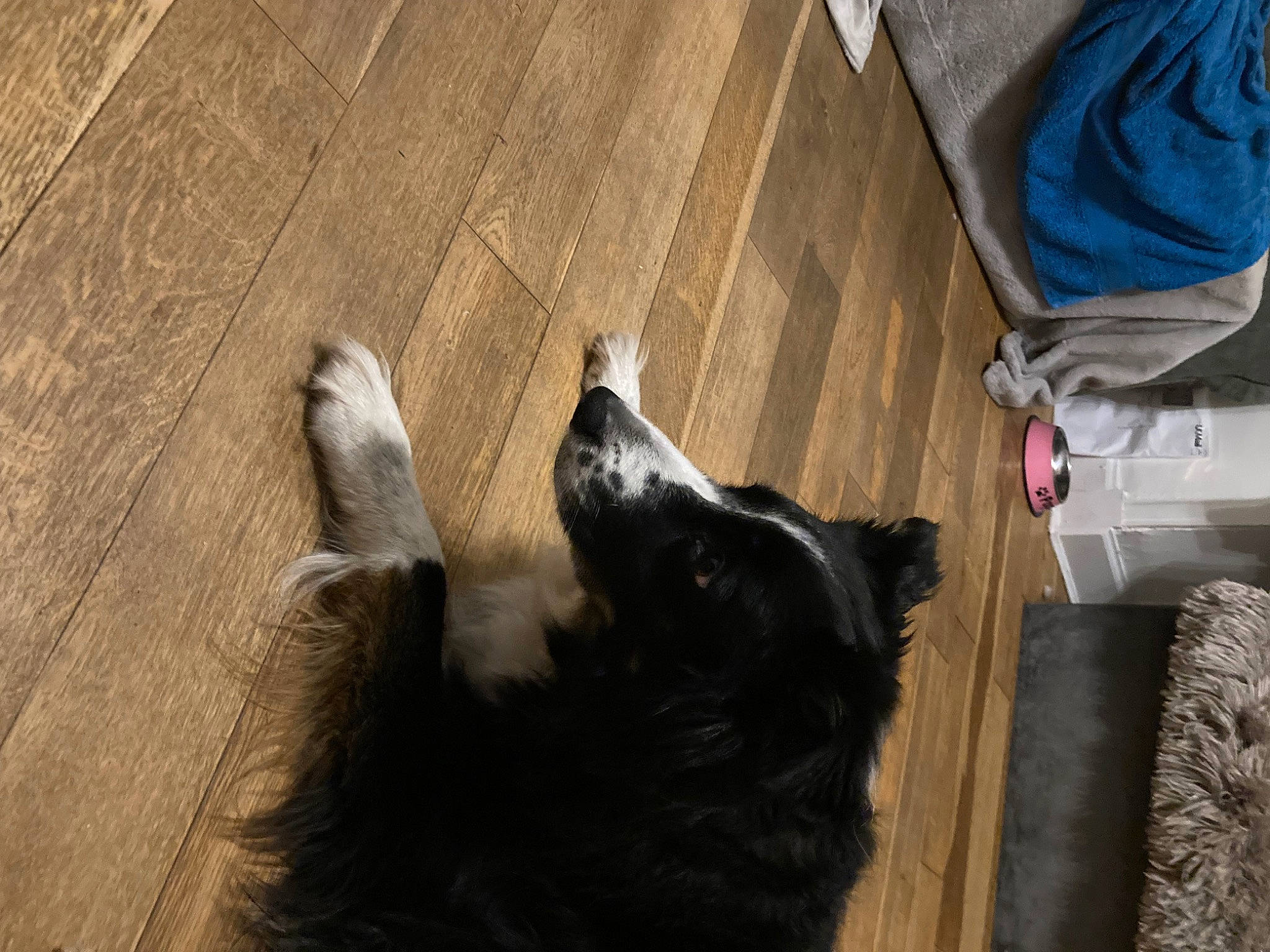 Larsson joined the competition — help win amazing prizes! canidae, carnivore, companion_dog, dog, dog_breed, fawn, felidae, flooring, fur, hardwood, herding_dog, plank, small_to_medium_sized_cats, snout, sporting_group, tail, whiskers, wood, wood_stain, working_animal