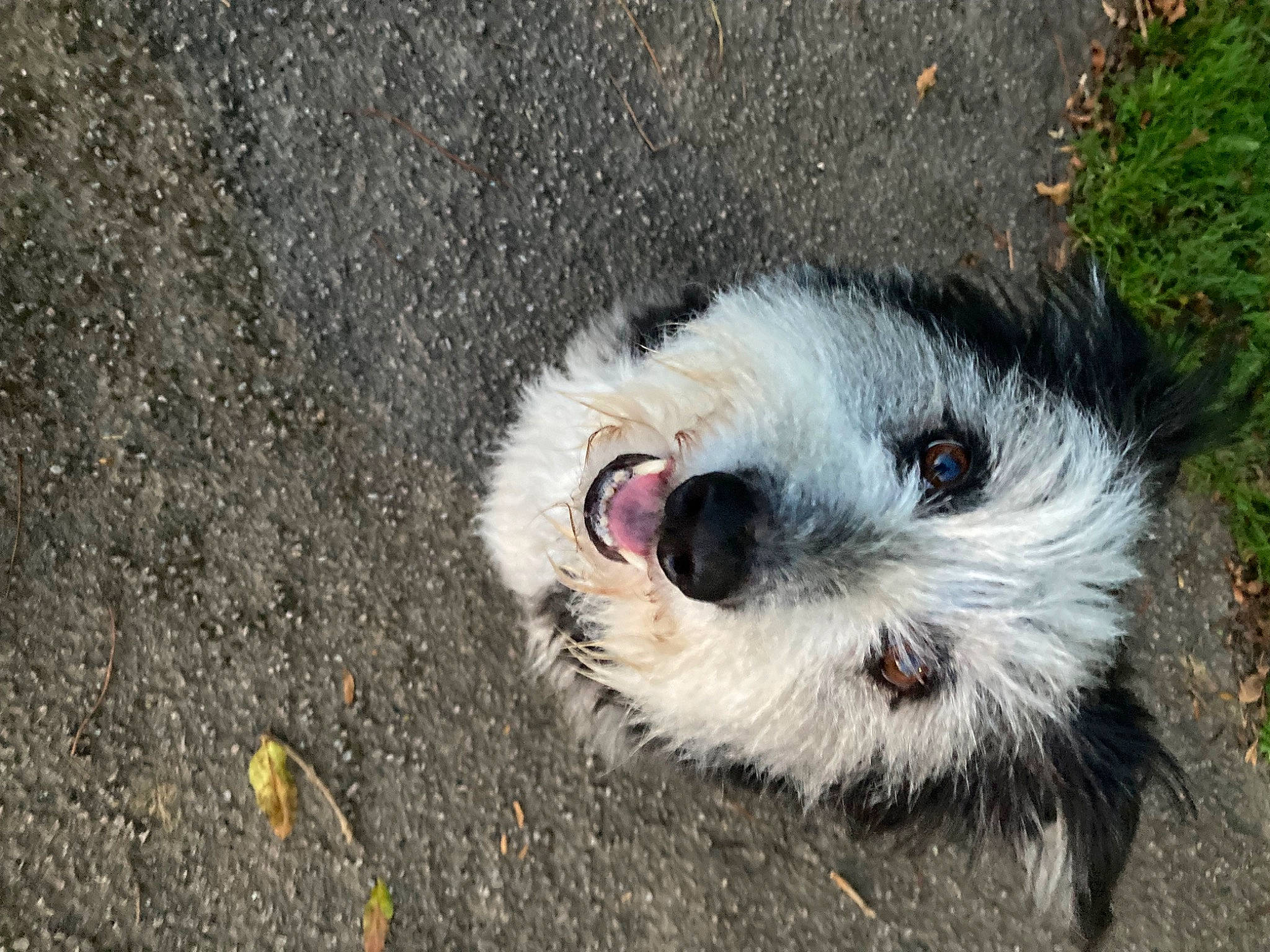 Poppy is registered to the contest to win money with this photo: canidae, carnivore, companion_dog, dog, dog_breed, fawn, fur, grass, mal_shi, road_surface, small_terrier, snout, soil, sporting_group, tar, terrestrial_animal, terrier, toy_dog, whiskers, wildlife