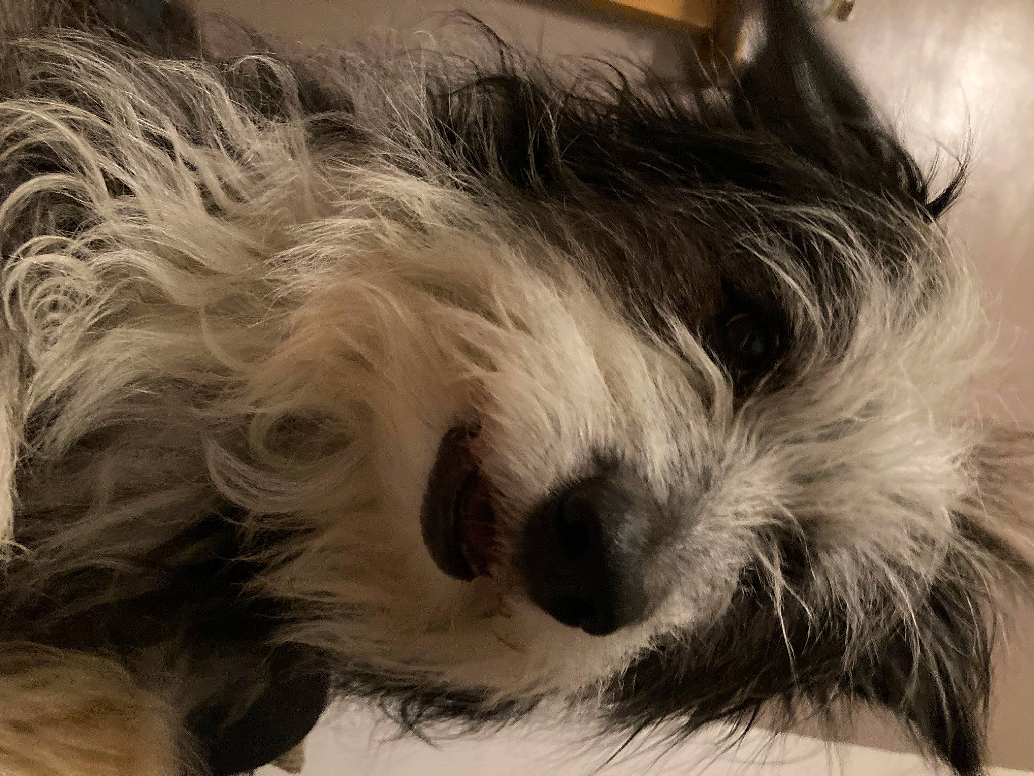 Poppy is registered to the contest to win money with this photo: biewer_terrier, canidae, carnivore, close_up, companion_dog, dog, dog_breed, fur, liver, maltepoo, puppy, puppy_love, shih_poo, small_terrier, snout, sporting_group, terrier, toy_dog, whiskers, working_animal