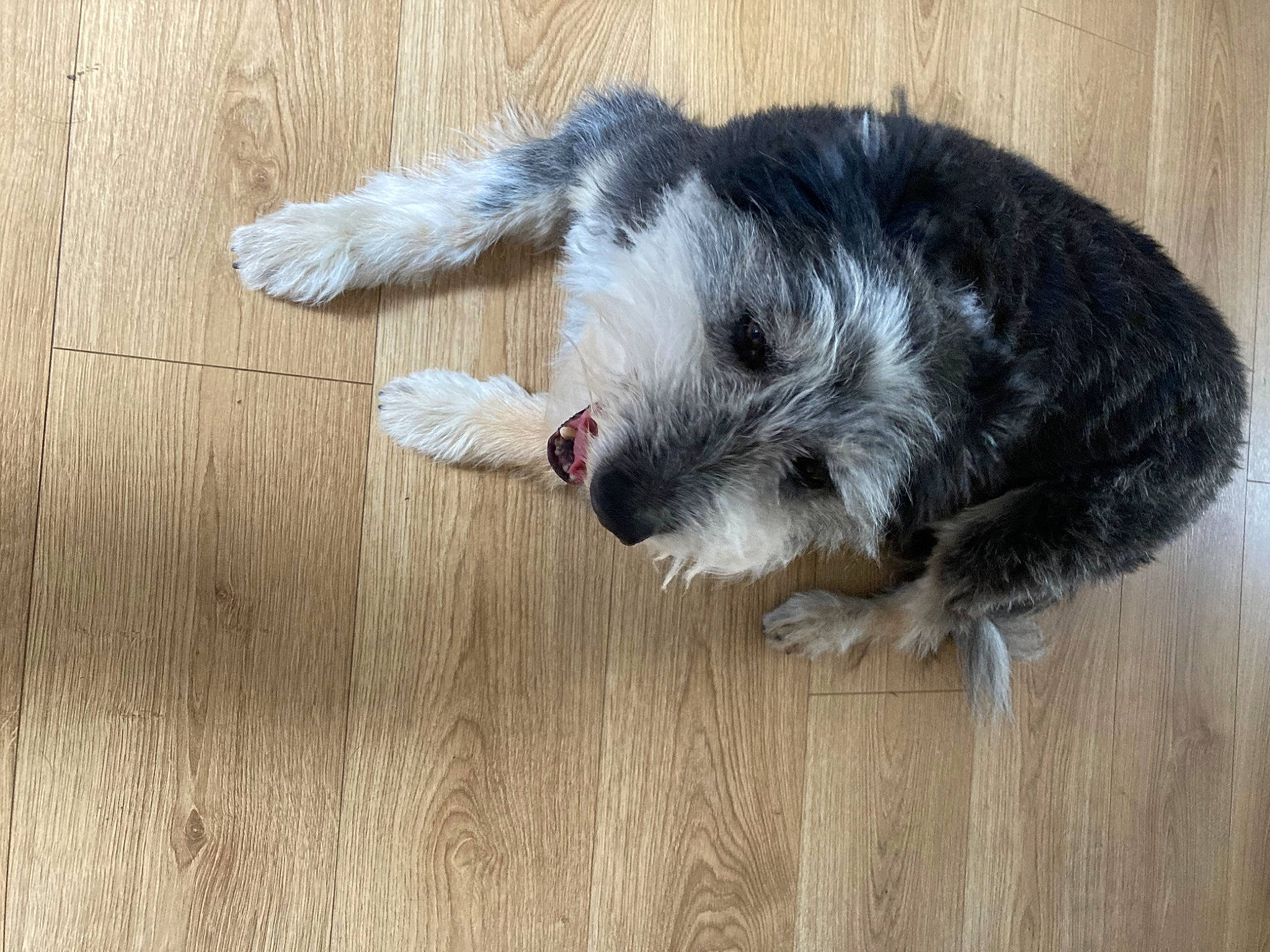 Poppy joined the competition — help win amazing prizes! canidae, carnivore, claw, companion_dog, dog, dog_breed, felidae, floor, flooring, fur, hardwood, laminate_flooring, paw, small_to_medium_sized_cats, tail, varnish, whiskers, wood, wood_flooring, wood_stain