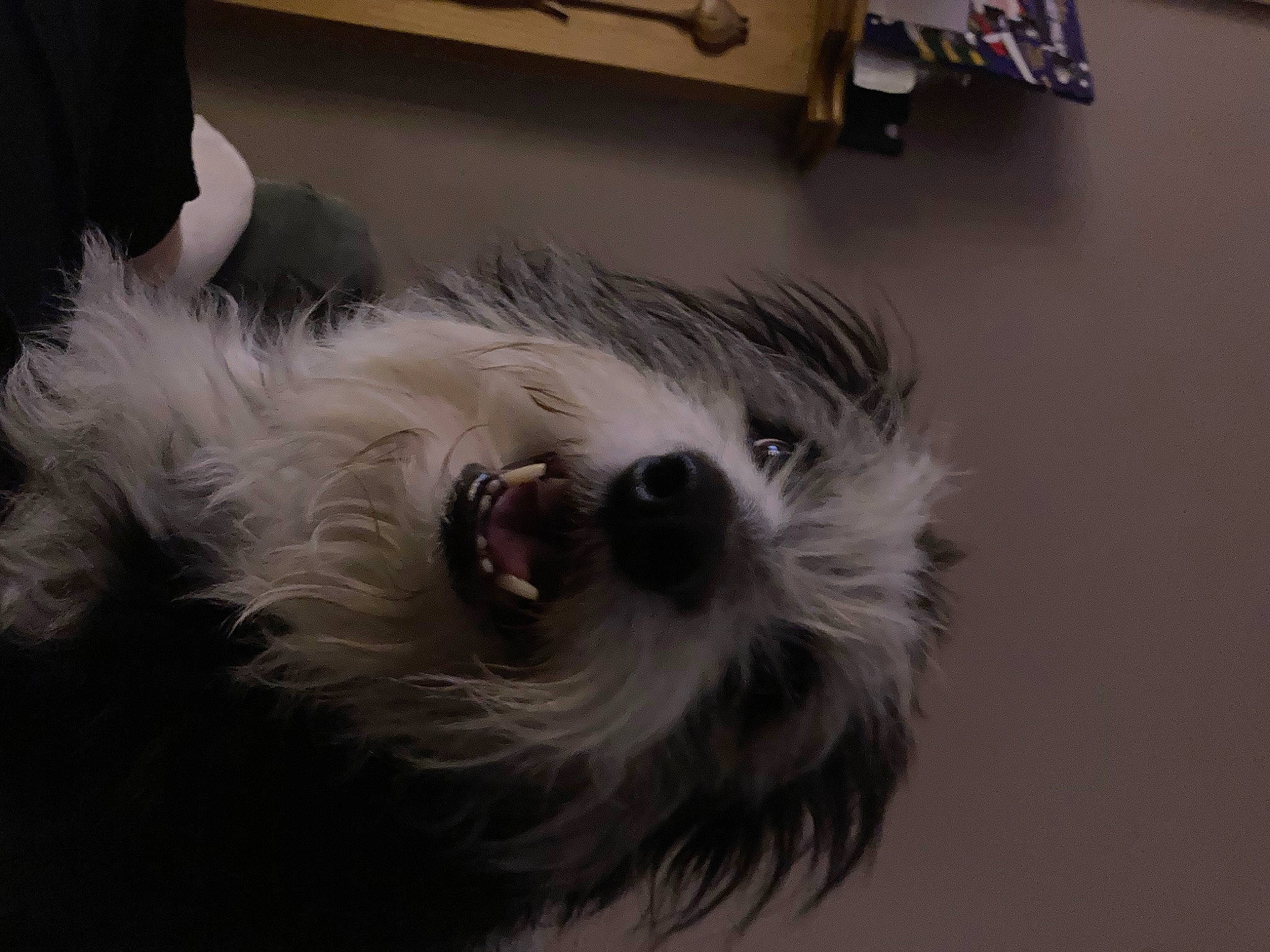 Poppy joined the competition — help win amazing prizes! biewer_terrier, canidae, carnivore, companion_dog, dog, dog_breed, dog_supply, ear, fur, liver, maltepoo, non_sporting_group, small_terrier, snout, sporting_group, terrier, toy_dog, whiskers, working_animal