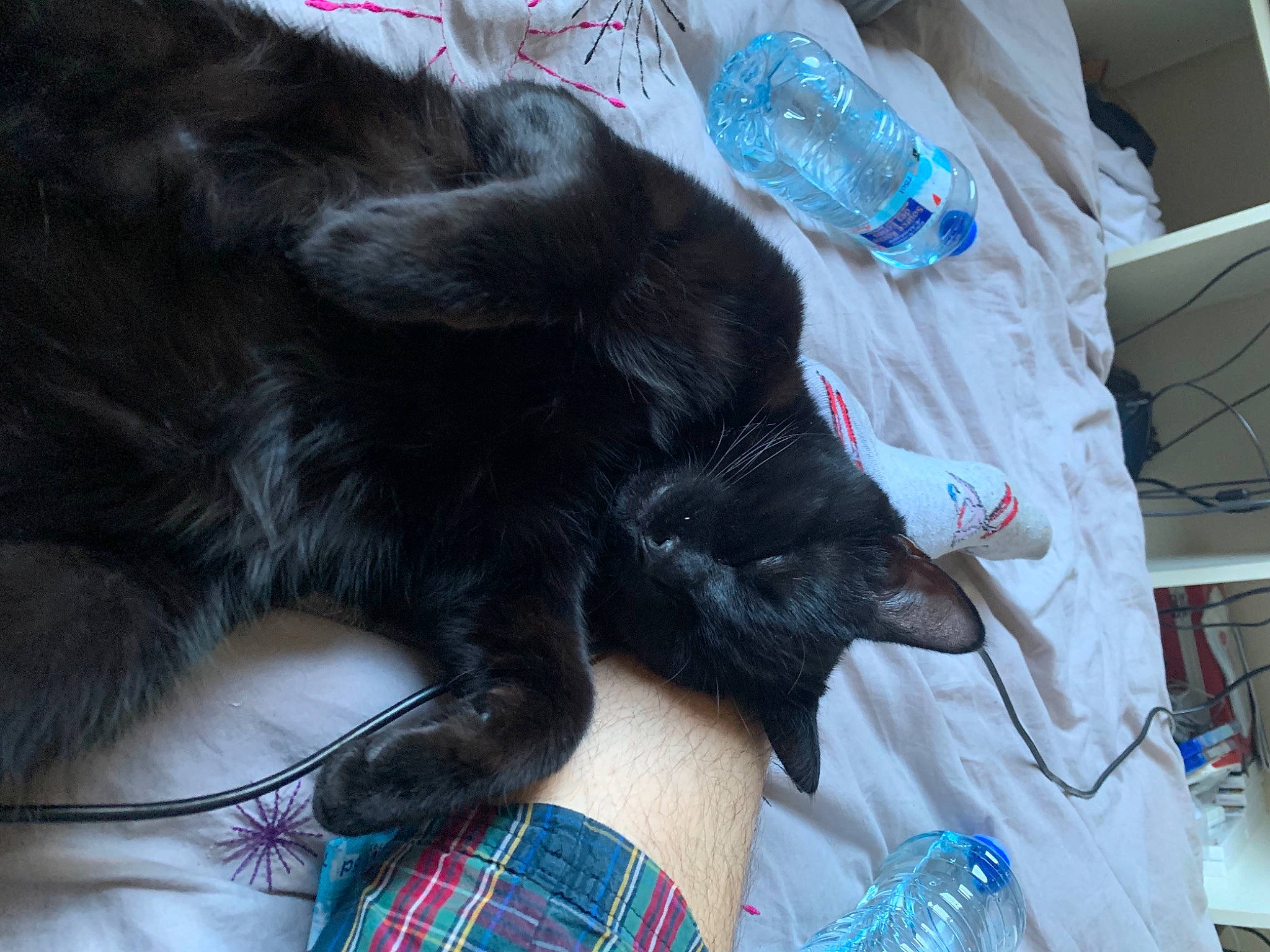 Francis participe au concours pour gagner de l'argent avec cette photo : aqua, black_cat, blue, bottle, bottled_water, carnivore, cat, drinking_water, drinkware, felidae, fur, mineral_water, plaid, plastic, plastic_bottle, small_to_medium_sized_cats, tartan, teal, turquoise, water_bottle