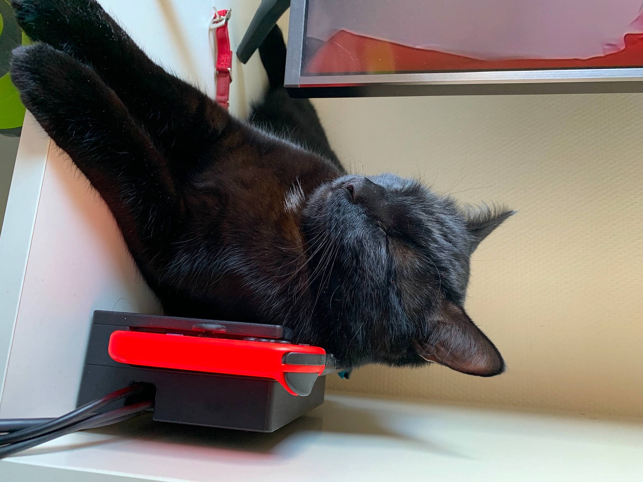 Francis a rejoint le concours — aidez-le/la à gagner de superbes lots ! black_cat, carmine, carnivore, cat, claw, felidae, fur, office_equipment, output_device, small_to_medium_sized_cats, snout, vertebrate, whiskers