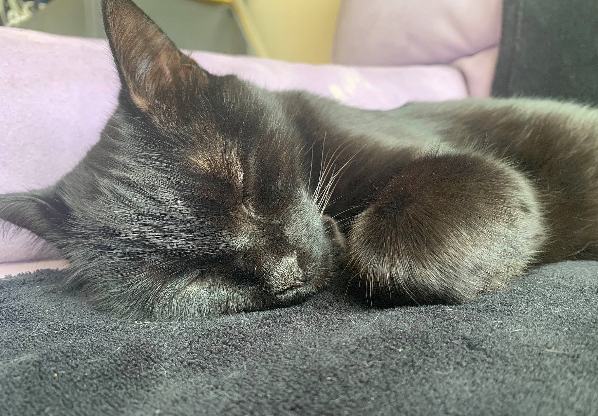 Francis a rejoint le concours — aidez-le/la à gagner de superbes lots ! black_cat, carnivore, cat, comfort, felidae, fur, linens, nap, sleep, small_to_medium_sized_cats, snout, whiskers