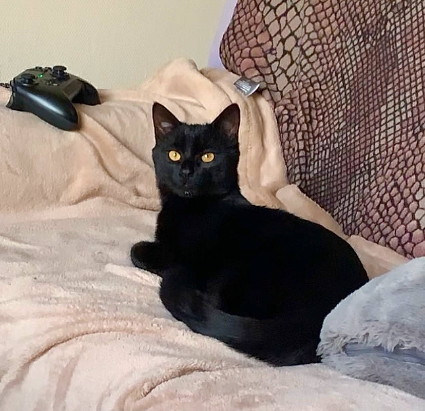 Francis participe au concours pour gagner de l'argent avec cette photo : black, black_cat, bombay, carnivore, cat, comfort, domestic_short_haired_cat, felidae, fur, slipcover, small_to_medium_sized_cats, snout, tail, terrestrial_animal, vertebrate, whiskers