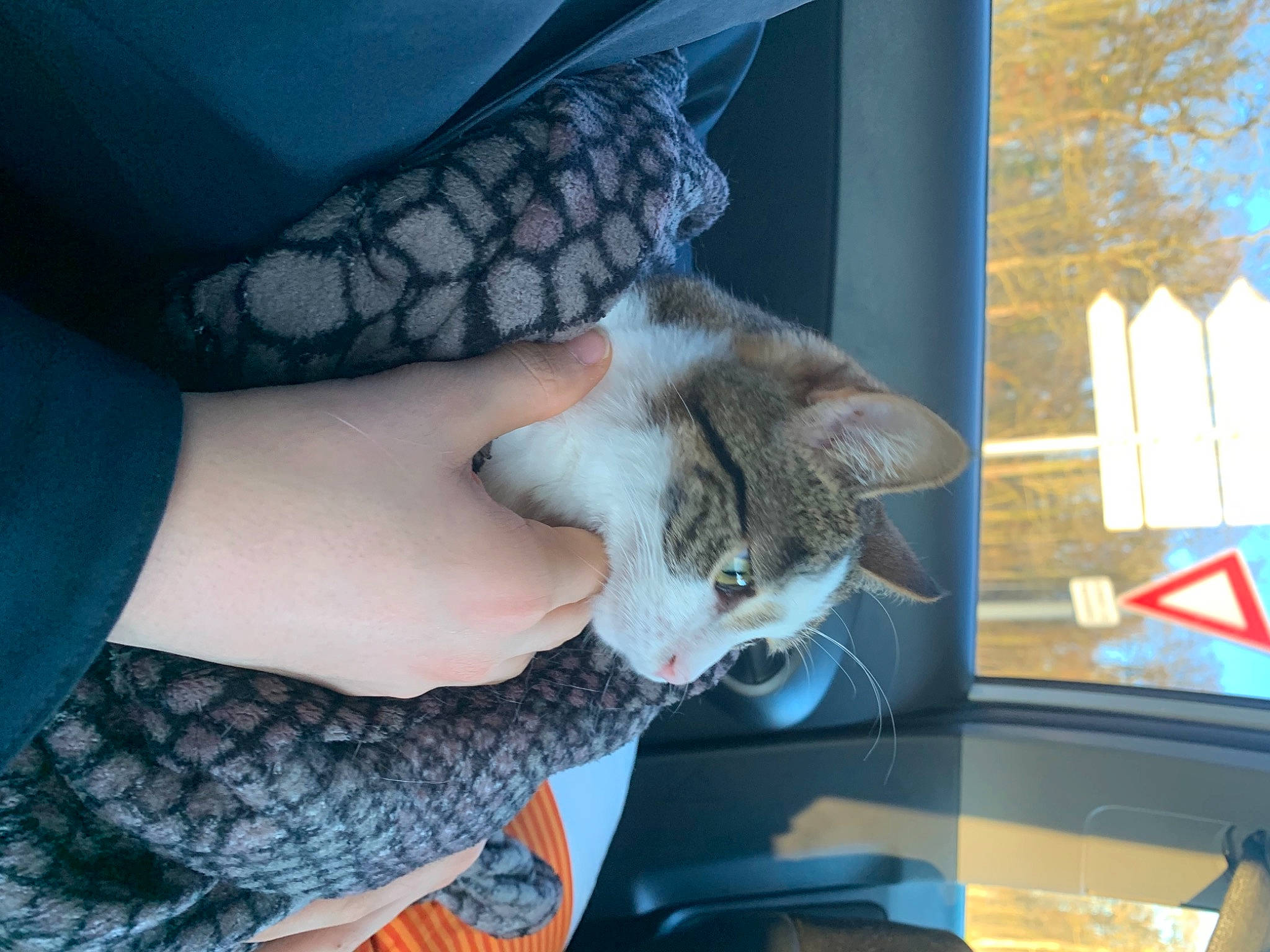 Bibi participe au concours pour gagner de l'argent avec cette photo : carnivore, cat, domestic_short_haired_cat, felidae, fur, nail, small_to_medium_sized_cats, transparent_material, whiskers