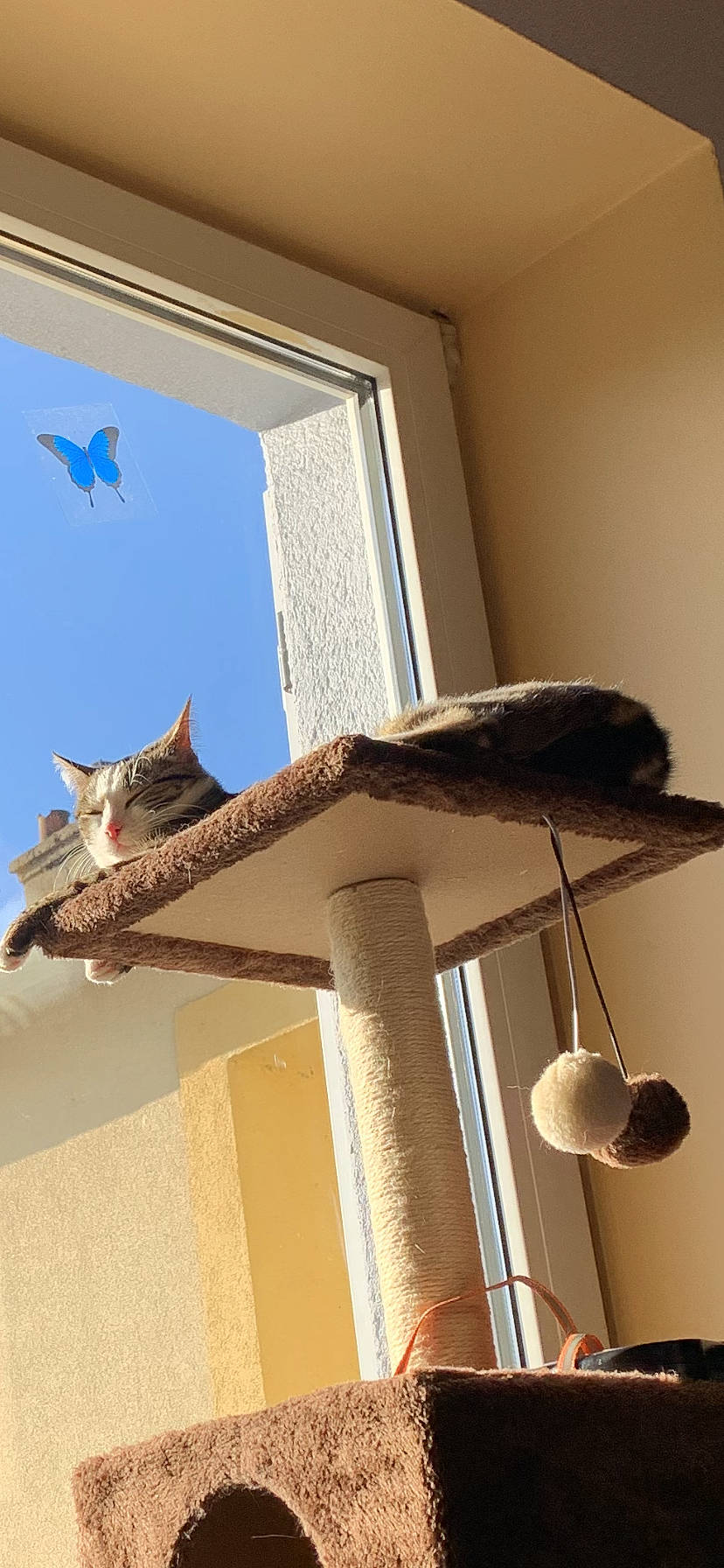 Bibi a rejoint le concours — aidez-le/la à gagner de superbes lots ! carnivore, cat, cat_furniture, cat_supply, felidae, fixture, home, molding, pet_supply, plaster, roof, small_to_medium_sized_cats, tail, vertebrate, whiskers