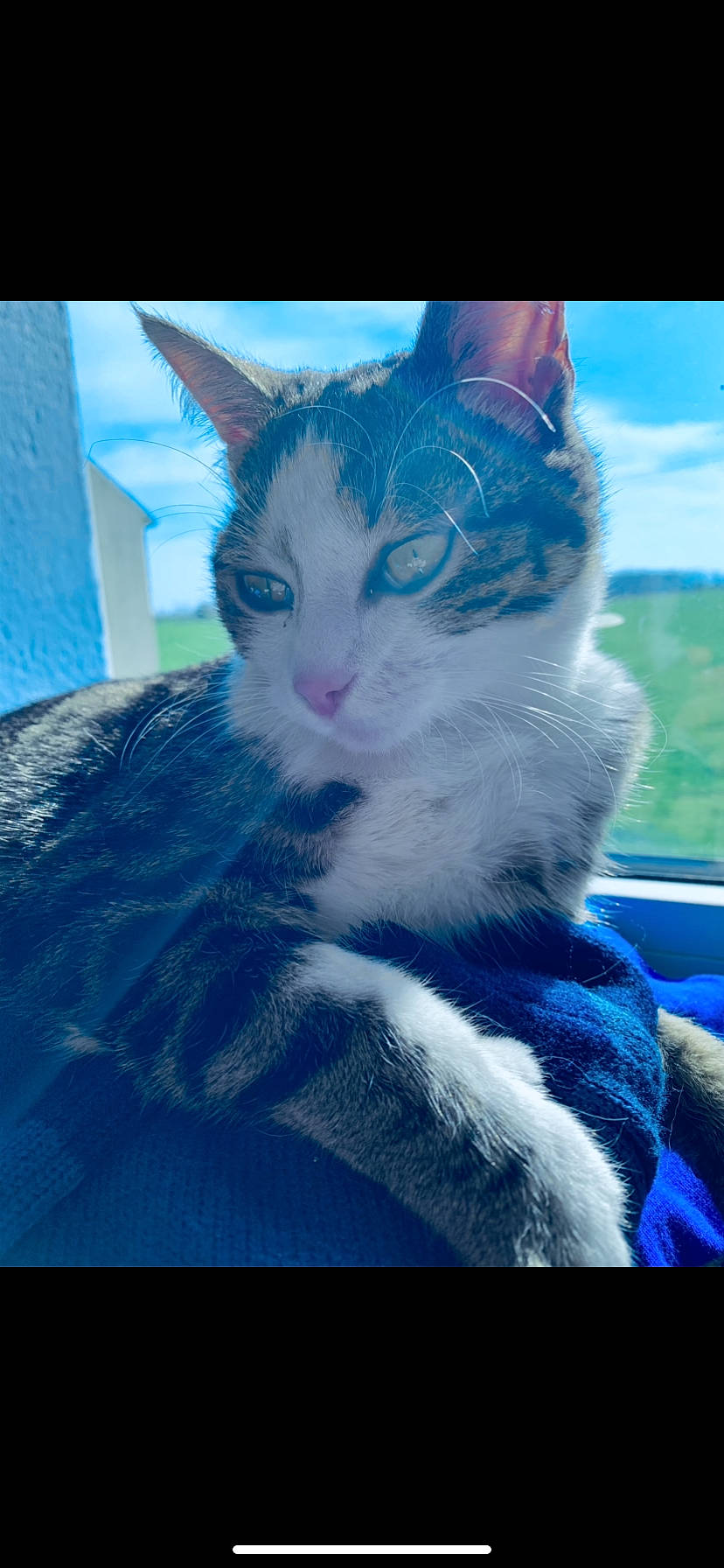 Bibi a rejoint le concours — aidez-le/la à gagner de superbes lots ! blue, carnivore, cat, domestic_short_haired_cat, electric_blue, felidae, fur, iris, small_to_medium_sized_cats, snout, teal, turquoise, vertebrate, whiskers