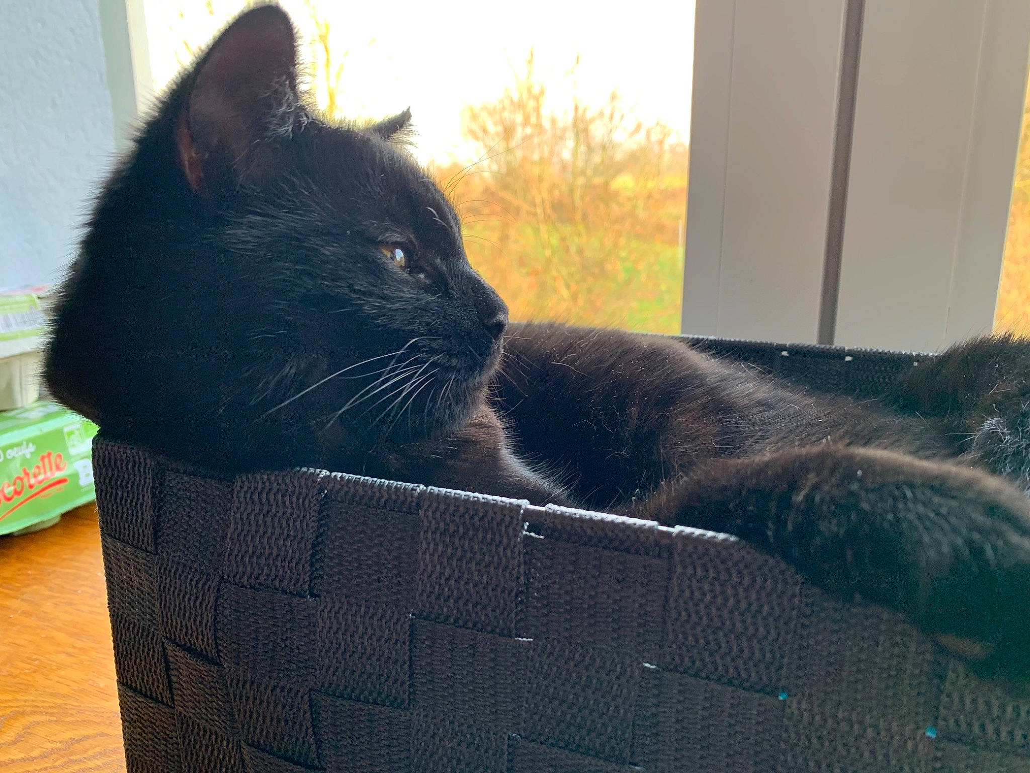 Minouche a rejoint le concours — aidez-le/la à gagner de superbes lots ! black_cat, carnivore, cat, cat_supply, comfort, felidae, fur, pet_supply, small_to_medium_sized_cats, snout, whiskers, wicker