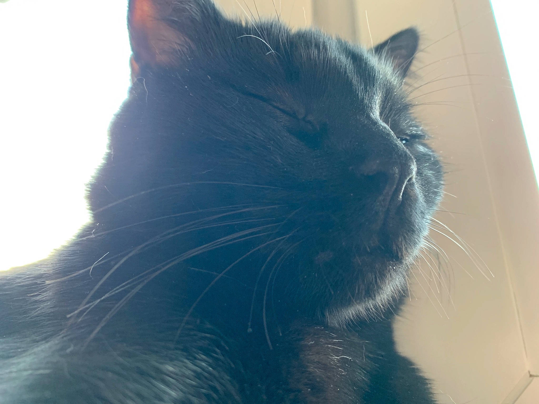 Minouche a rejoint le concours — aidez-le/la à gagner de superbes lots ! black_cat, carnivore, cat, felidae, fur, small_to_medium_sized_cats, snout, vertebrate, whiskers