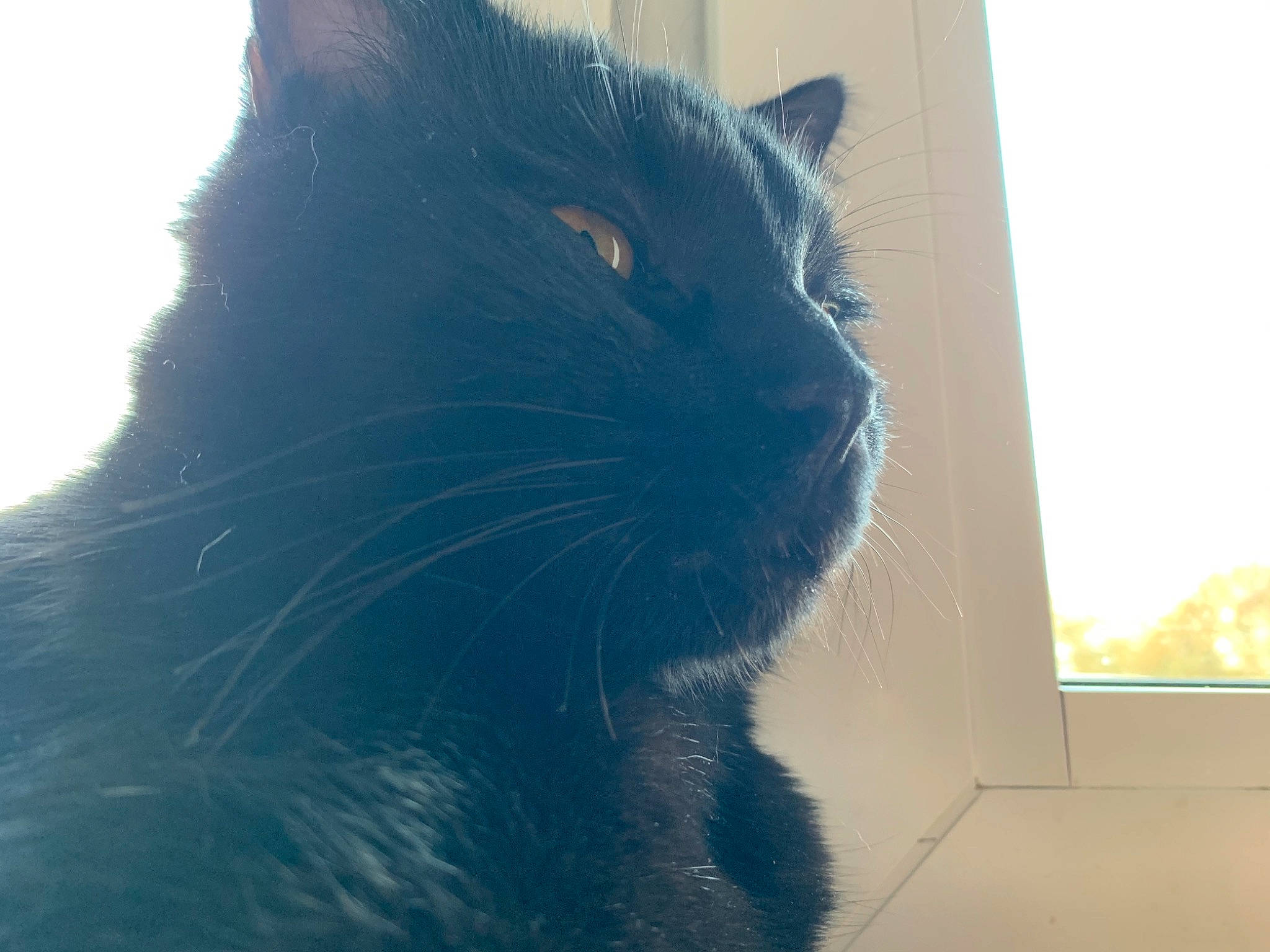 Minouche participe au concours pour gagner de l'argent avec cette photo : black_cat, carnivore, cat, felidae, fur, iris, small_to_medium_sized_cats, snout, terrestrial_animal, vertebrate, whiskers