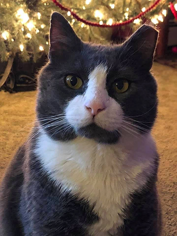 Dickface is registered to the contest to win money with this photo: american_wirehair, carnivore, cat, domestic_short_haired_cat, eye, felidae, fur, mammal, small_to_medium_sized_cats, snout, whiskers