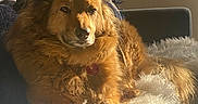 Sundance joined the competition — help win amazing prizes! animal, blanket, calm, companion, couch, cozy, dog, fluffy, fur, furniture, golden_brown, indoor, mammal, pet, pillow, portrait, relaxed, resting, sunlight, warm_light