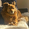 animal, blanket, calm, companion, couch, cozy, dog, fluffy, fur, furniture, golden_brown, indoor, mammal, pet, pillow, portrait, relaxed, resting, sunlight, warm_light