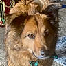 Sundance is registered to the contest to win money with this photo: animal, bow_tie, brown_dog, carpet, christmas, cute, decor, dog, ears, face, festive, fur, holiday, indoor, looking, pet, plaid, santa_claus_figure, standing, tail