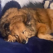 Sundance joined the competition — help win amazing prizes! animal, blanket, brown, canine, closeup, comfort, cozy, cushion, dog, ear, fur, furniture, home, indoor, paw, pet, relaxation, resting, sleeping, snout