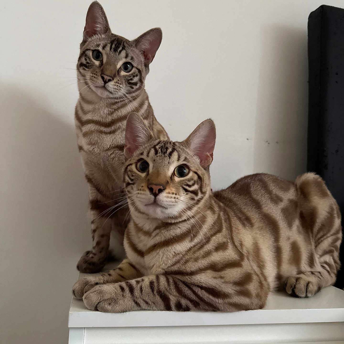 Milo Milka a rejoint le concours — aidez-le/la à gagner de superbes lots ! abyssinian, animal, cat, egyptiancat, kitten, manx, ocelot, pet, siamese, wood