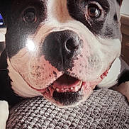 Bb Over participe au concours pour gagner de l'argent avec cette photo : animal, black_and_white, canine, close_up, cushion, dog, ears, eyes, face, fur, happy, indoor, mouth, nose, pet, portrait, resting, smiling, teeth, texture