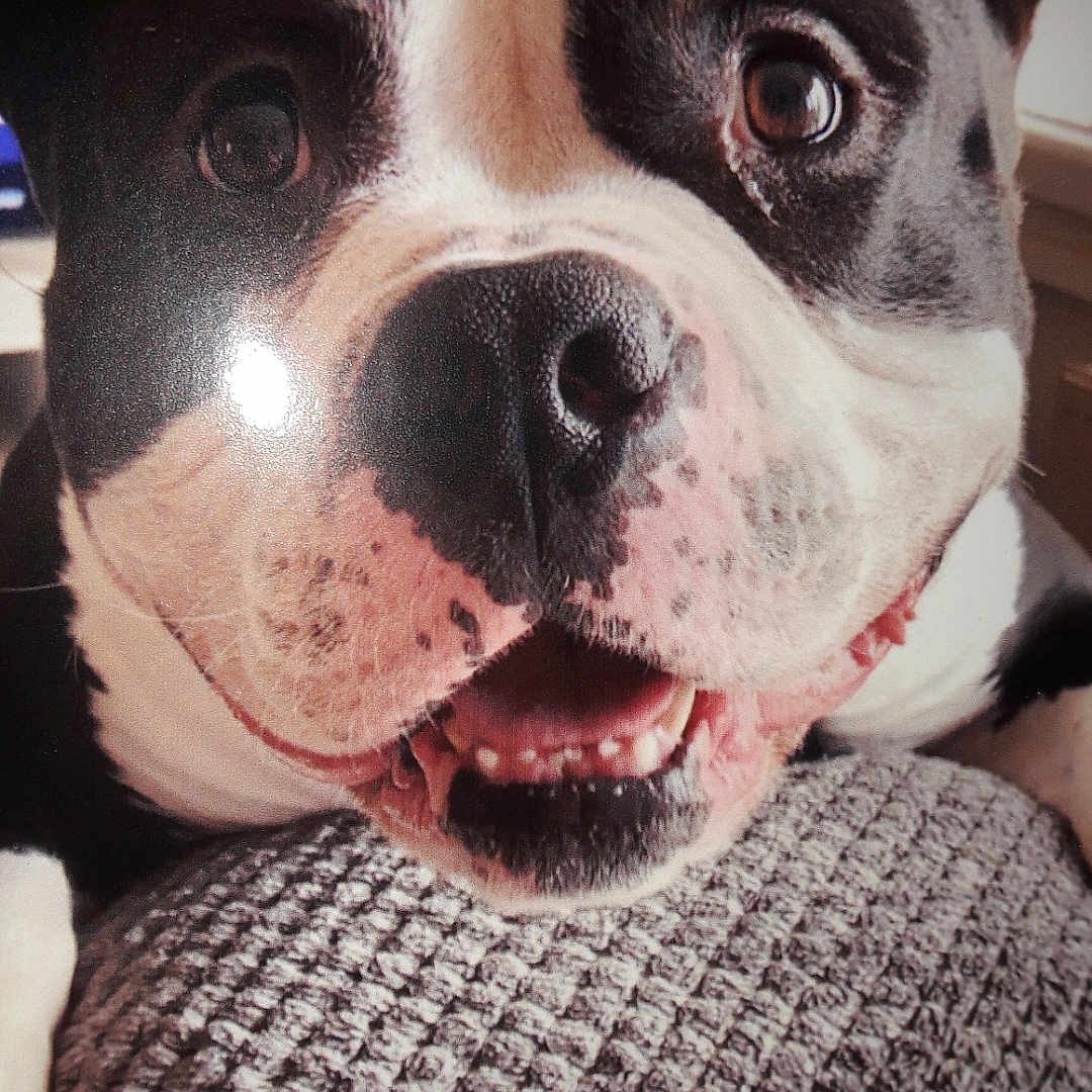 Bb Over participe au concours pour gagner de l'argent avec cette photo : animal, black_and_white, canine, close_up, cushion, dog, ears, eyes, face, fur, happy, indoor, mouth, nose, pet, portrait, resting, smiling, teeth, texture