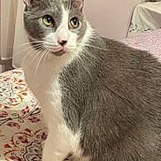 Smudge joined the competition — help win amazing prizes! alert, animal, bedspread, cat, closeup, cozy, curious, domestic, feline, fur, gray_and_white, green_eyes, household, indoor, patterned, pet, pink_wall, sitting, soft_lighting, whiskers